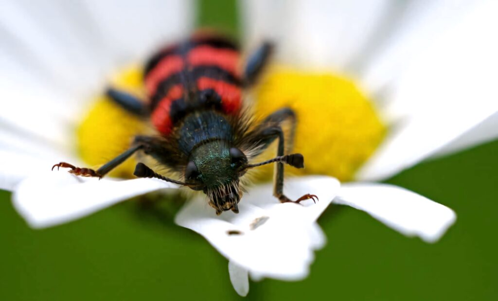 Macro photo of a vibrant Checkered Beetle on white flower petals with yellow center and green background Wallpaper