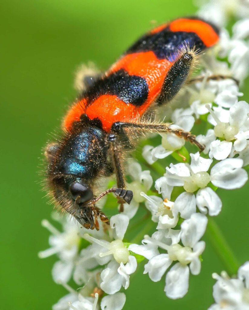 Checkered Beetle with red and black patterns on white flowers vibrant insect close-up wallpaper