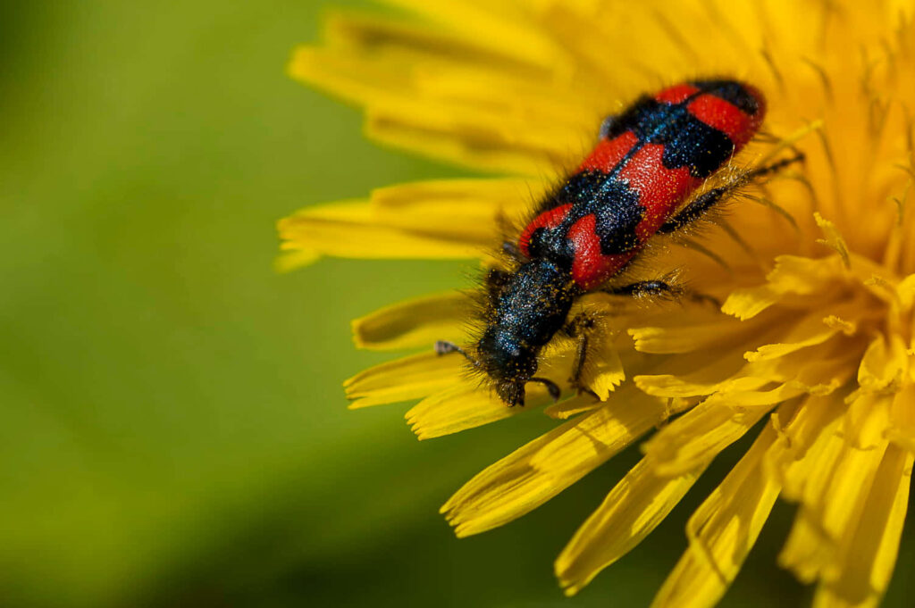 Checkered beetle with red and black patterns on yellow dandelion petals macro nature wallpaper background