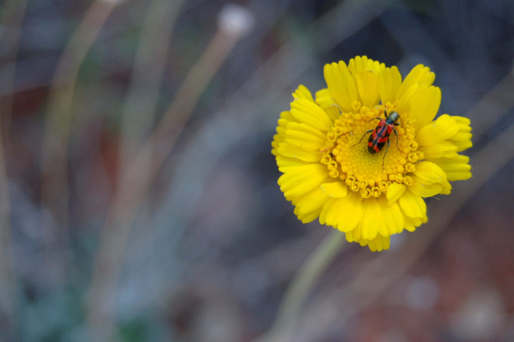 Checkered beetle on yellow flower close-up vibrant colors natural patterns pollinator wallpaper