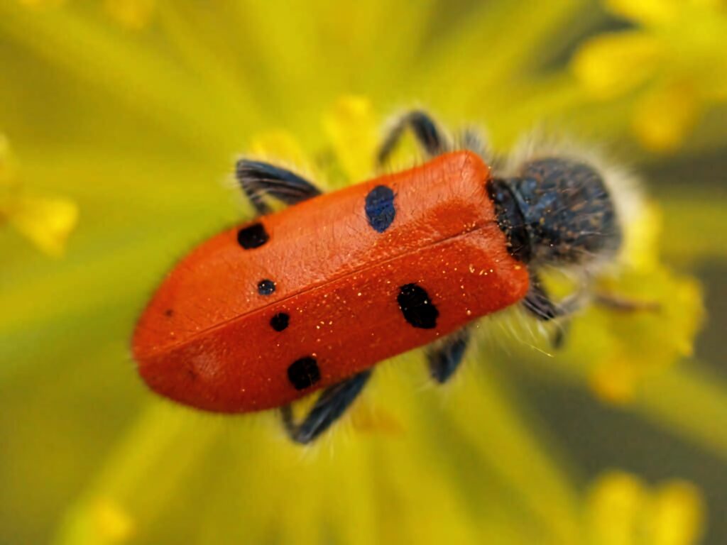 Close-up of red and black checkered beetle on yellow flower petals detailed macro nature photo Wallpaper
