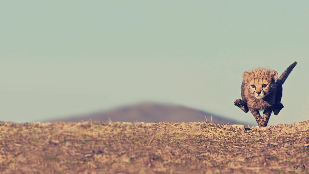 Vibrant Cheetah Cub Mid-Jump Wallpaper - Wild Adventure Scene