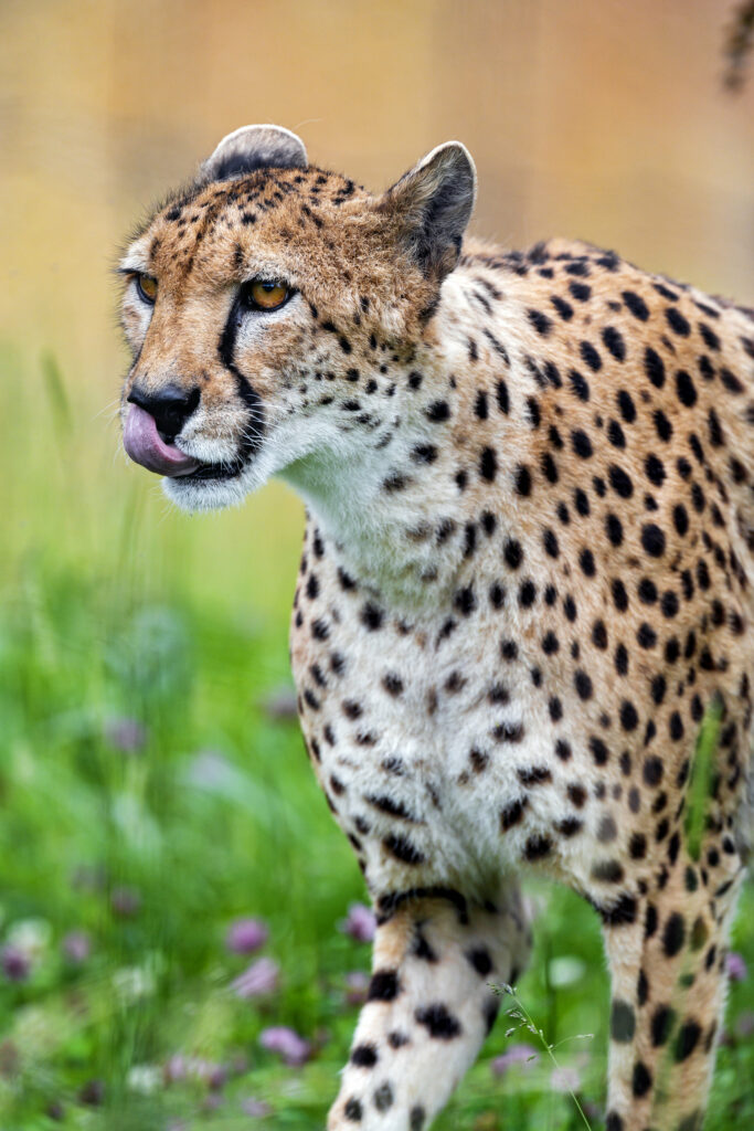 Majestic Cheetah Wallpaper: Graceful Predator in Lush Green Background