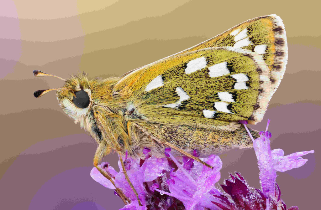 Chequered Skipper Butterfly on Purple Flower - Vibrant Wallpaper Background