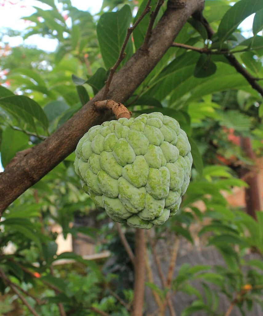 Close up of ripe cherimoya fruit hanging on tree branch with green leaves tropical wallpaper