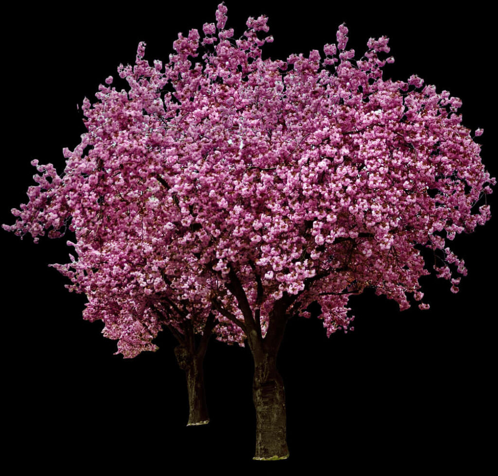 Vibrant Cherry Blossom on Black Background: Stunning Pink Hues Wallpaper