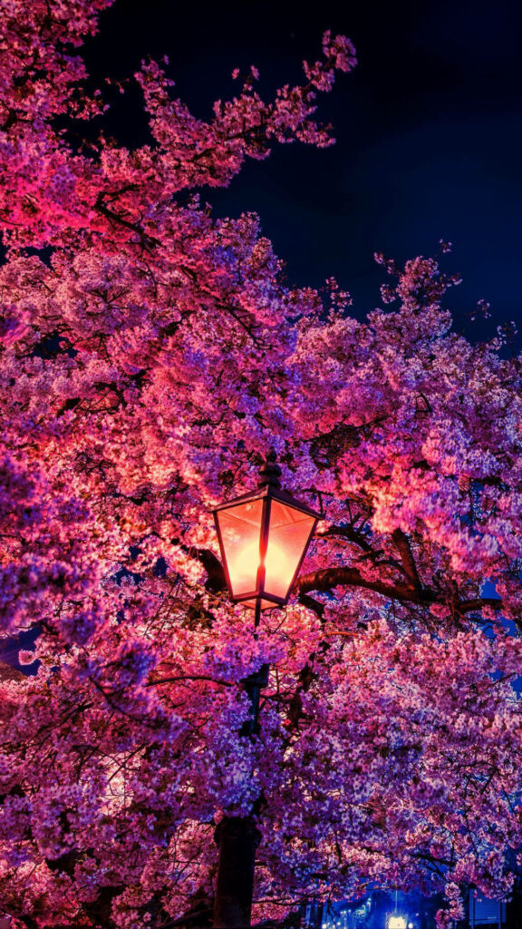 Enchanting Cherry Blossom Wallpaper: Illuminated Night Scene