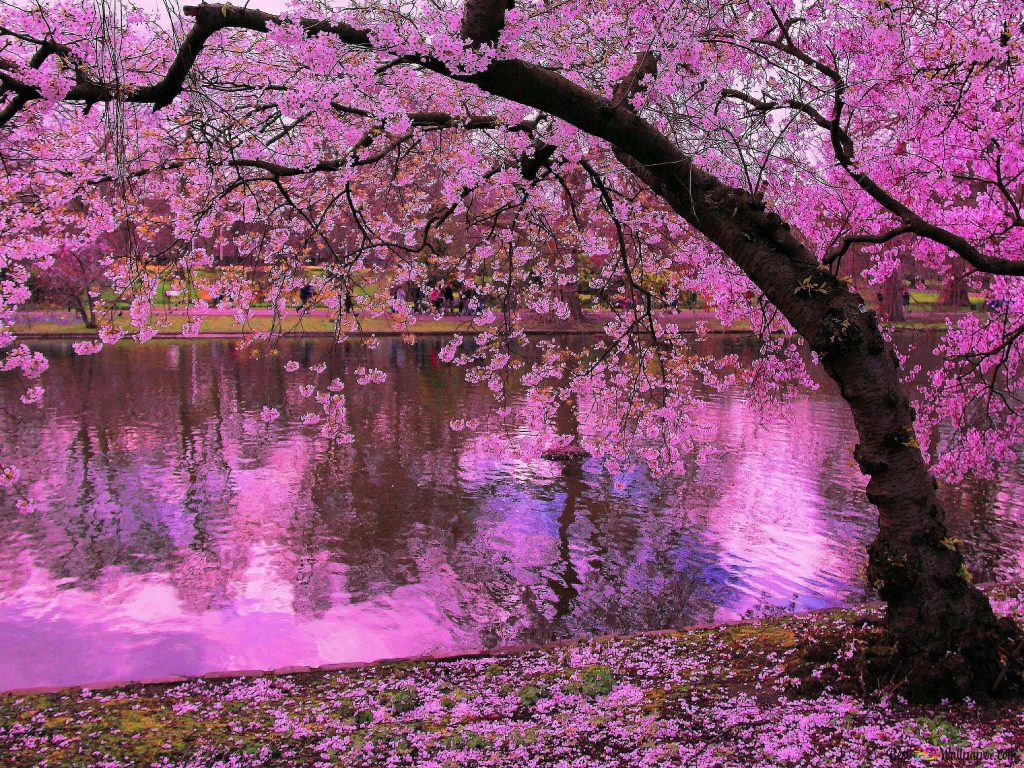 Vibrant cherry blossom tree in full bloom over a calm pond with pink petals on the ground Wallpaper