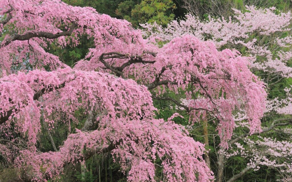 Vibrant cherry blossom trees in full bloom with pink flowers against lush green spring background Wallpaper