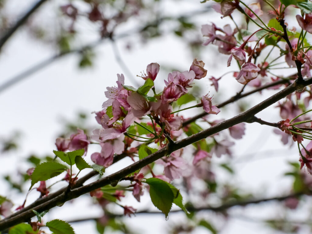 Vibrant Spring Cherry Blossom Wallpaper - Nature's Renewal Background