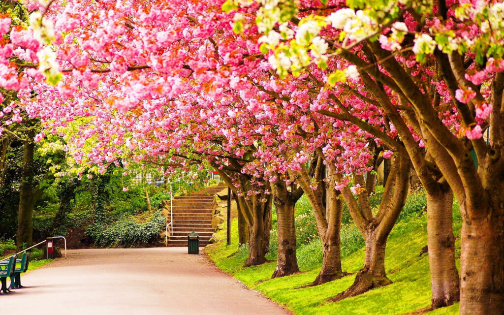 Vibrant Cherry Blossom Wallpaper: Serene Spring Park Pathway