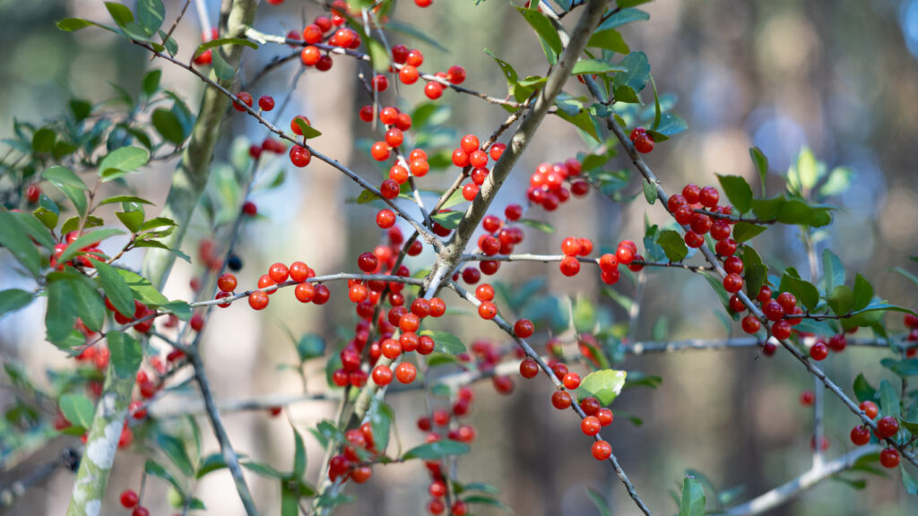Vibrant Red Berries Wallpaper with Green Leaves - Nature Background