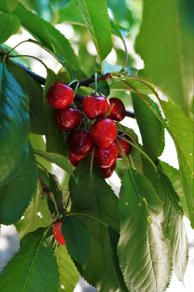 Vibrant Cherry Wallpaper: Ripe Red Cherries on Lush Green Background