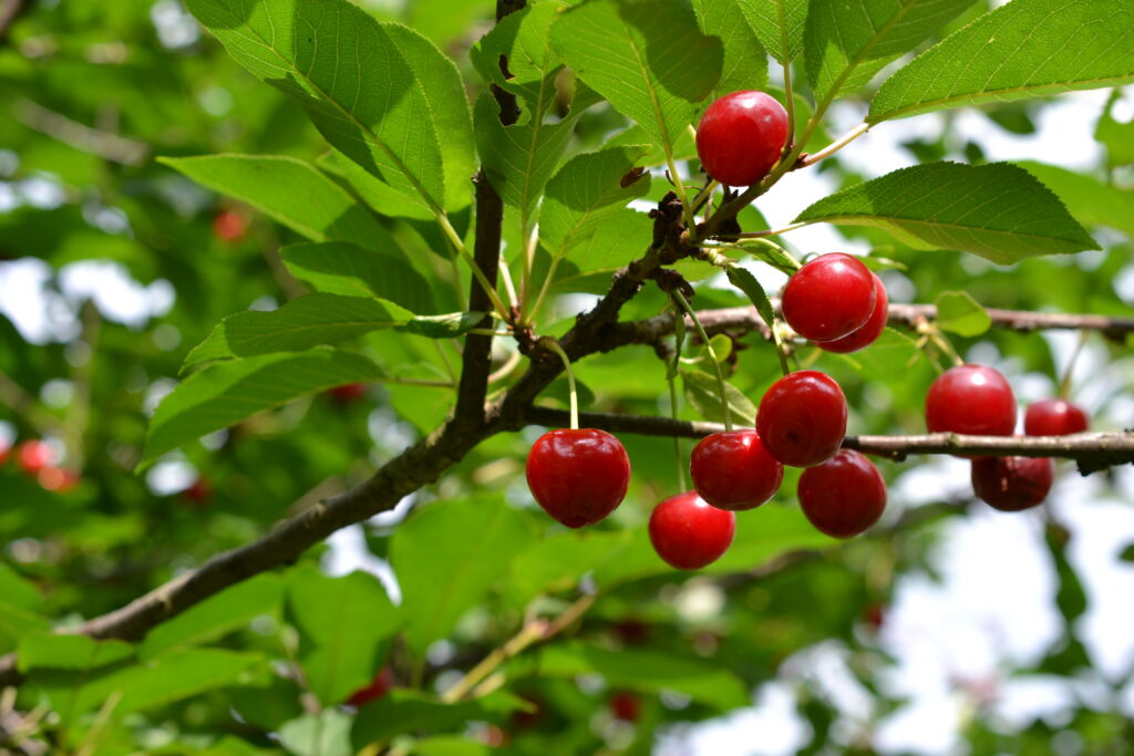 Vibrant Cherry Wallpaper: Ripe Red Cherries & Green Leaves Background