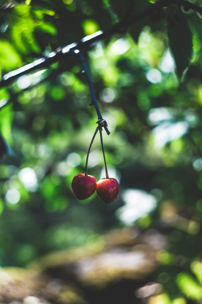 Vibrant Cherry Wallpaper: Ripe Red Cherries on Green Background