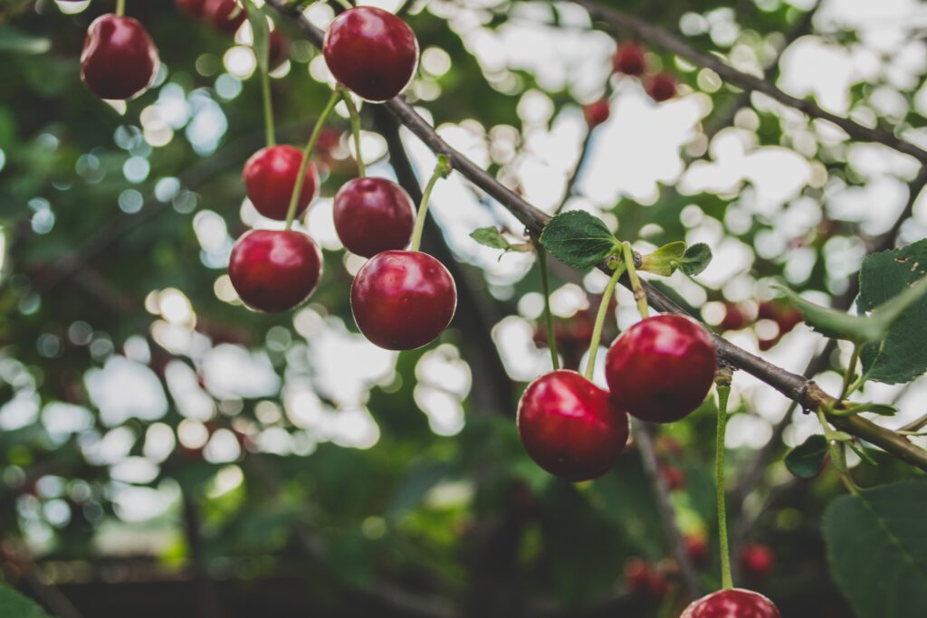 Vibrant Cherry Wallpaper: Ripe Red Cherries on Green Background