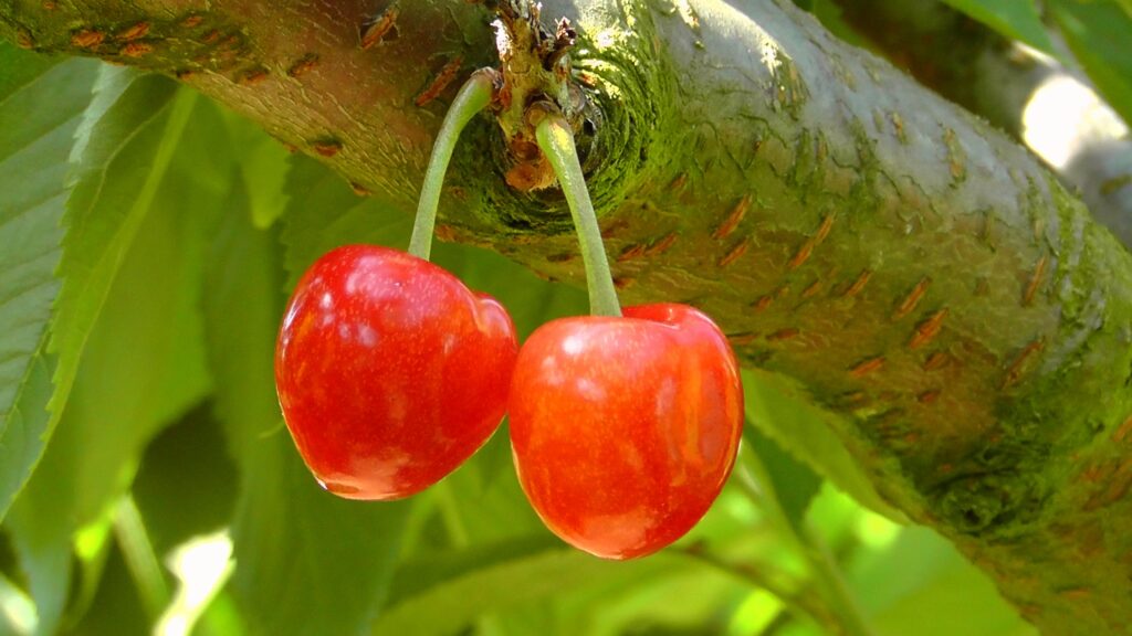Vibrant Cherry Wallpaper: Two Ripe Cherries on Green Leafy Branch