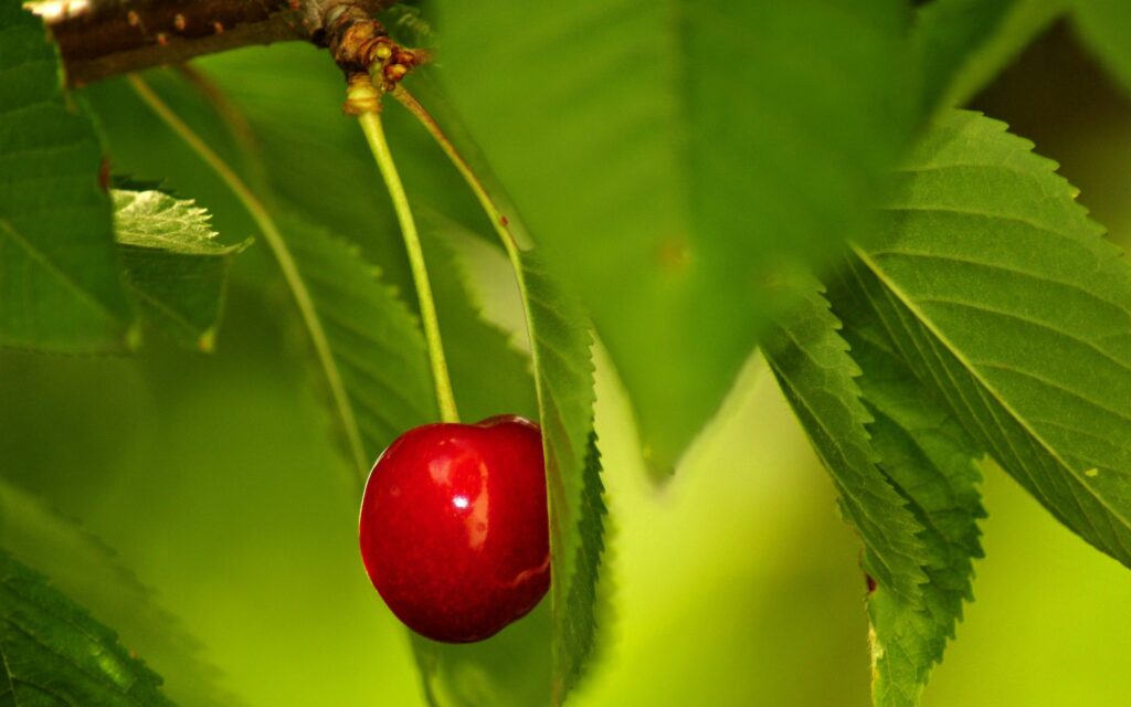 Vibrant Cherry Close-Up Wallpaper: Lush Green Leaves & Sunlit Beauty