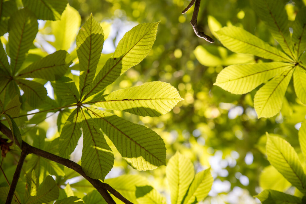 Vibrant Sunlit Chestnut Leaves Wallpaper - Macro Green Texture
