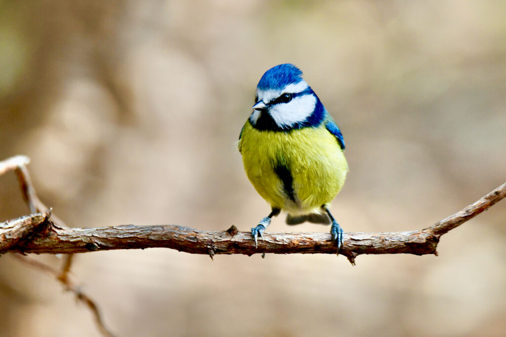 Vibrant Chickadee on Branch – Serene Wildlife Wallpaper Background