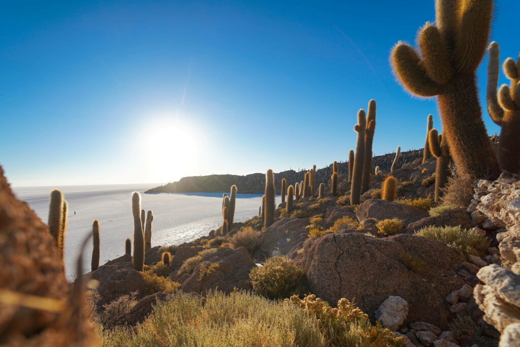 Vibrant Chile desert wallpaper with tall cacti sunlit landscape and ocean background view