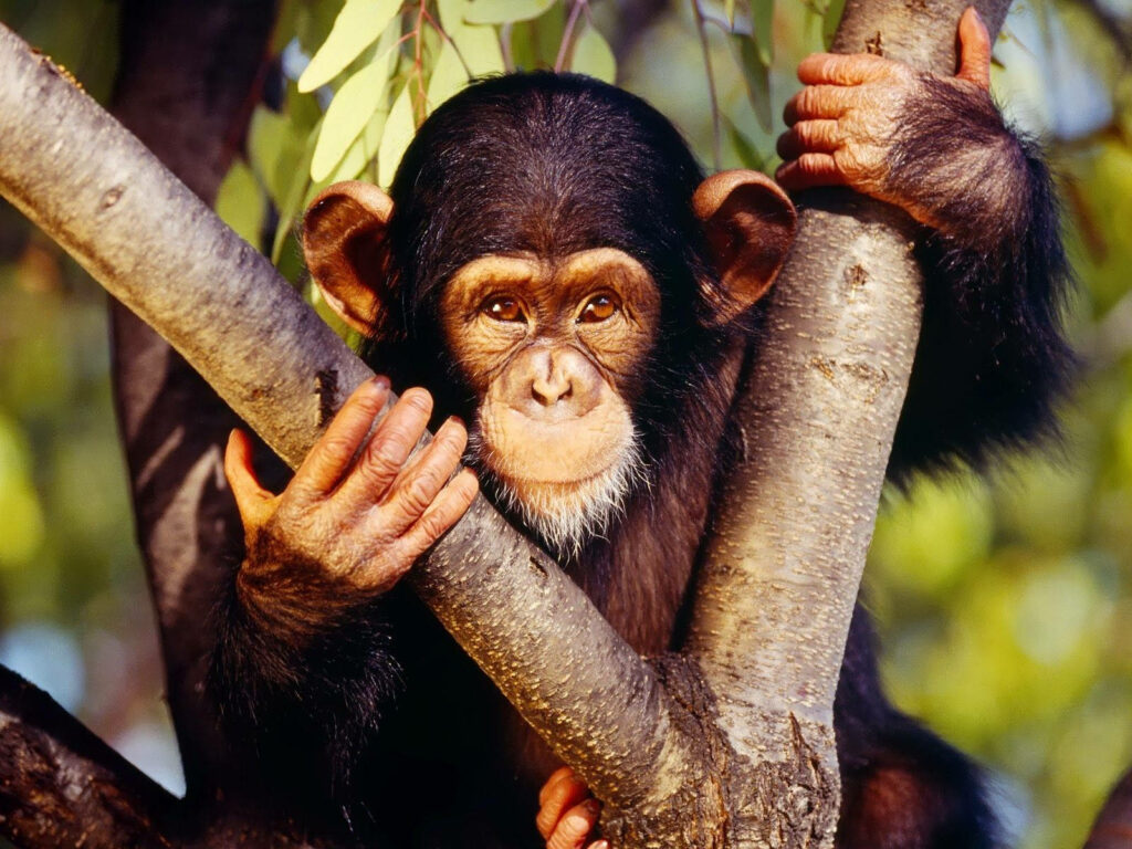 Charming Chimpanzee: Lush Tree Background Wallpaper for Wildlife Lovers