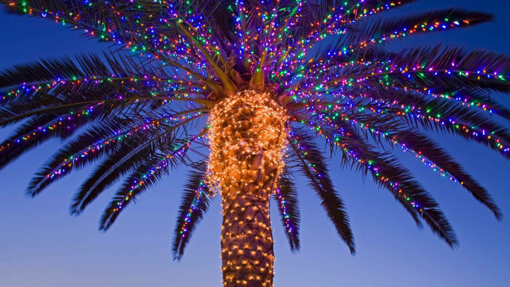 Colorful Christmas Lights on Palm Tree - Tropical Festive Background Wallpaper