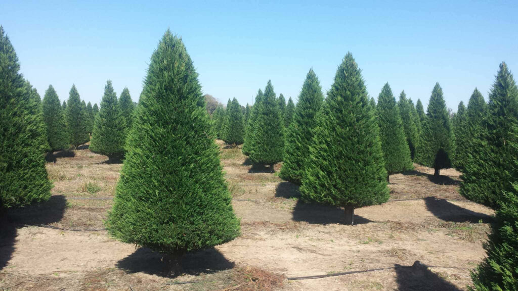 Vibrant Christmas Tree Farm Wallpaper: Fresh Green Trees & Blue Sky