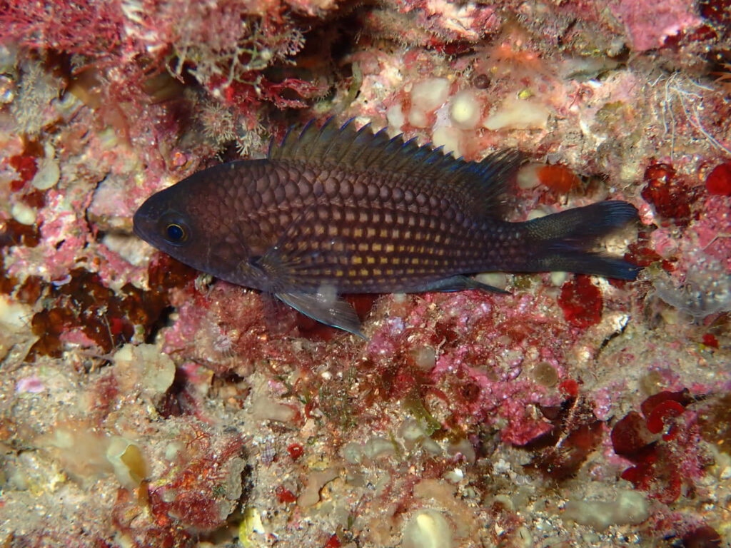 Chromis fish swimming in vibrant coral reef with textured scales and vivid underwater colors Wallpaper
