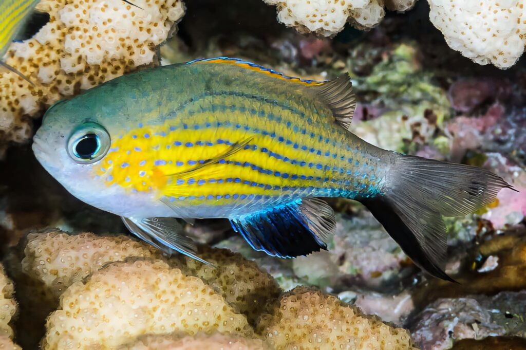 Vibrant Chromis fish with blue and yellow patterns swimming near textured coral reef background Wallpaper