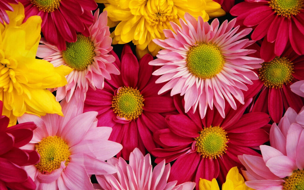 Vibrant Chrysanthemum Wallpaper: Colorful Floral Bloom Background
