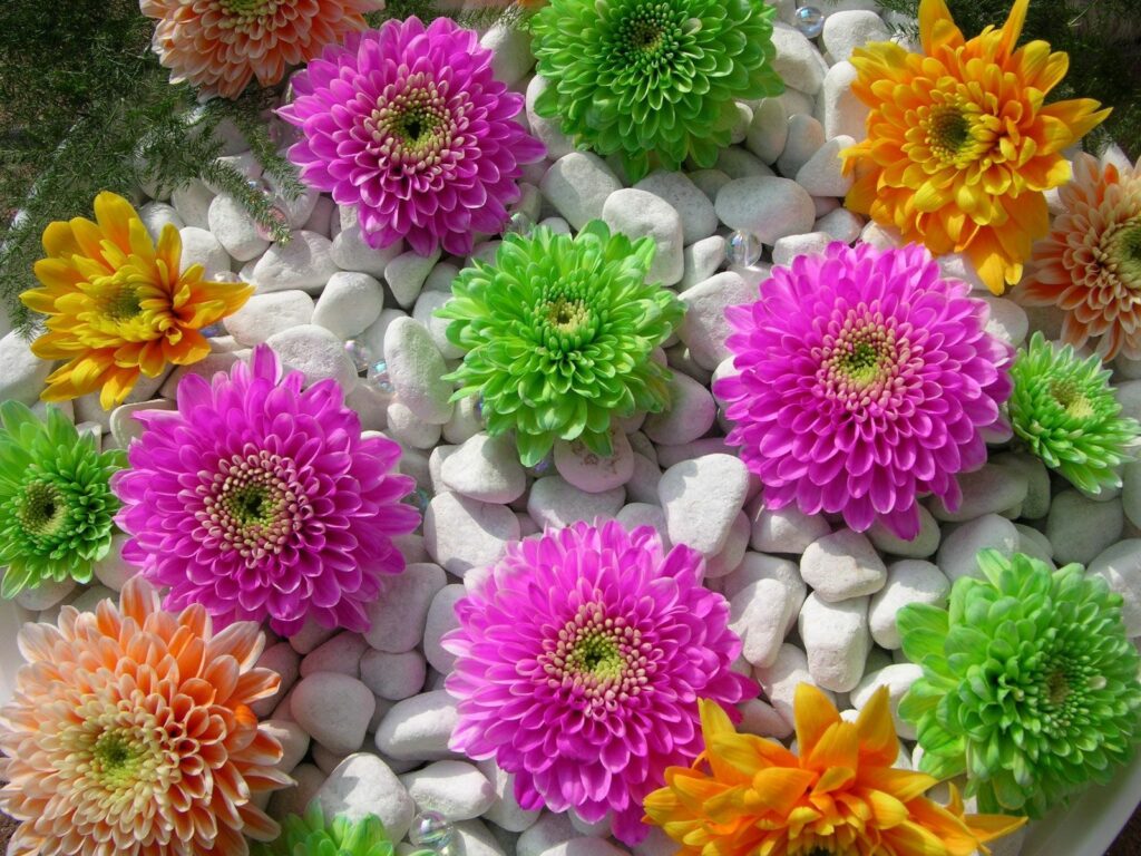 Vibrant Chrysanthemums Wallpaper: Colorful Floral Contrast on Rocks