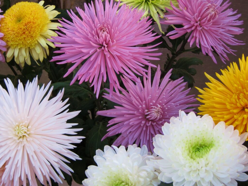 Vibrant Chrysanthemum Wallpaper: Colorful Flower Bouquet Background