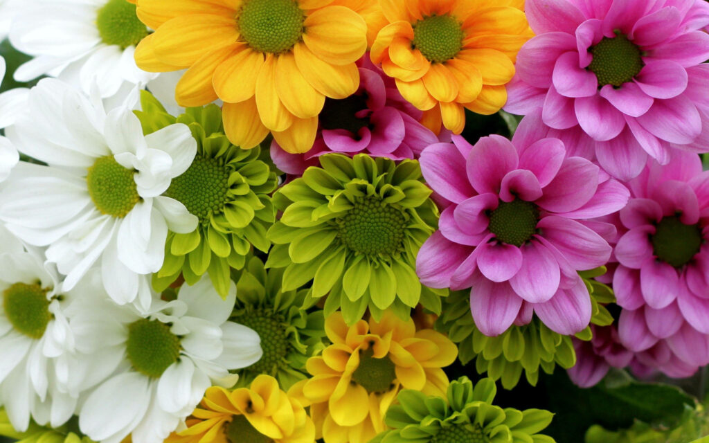 Vibrant Chrysanthemum Wallpaper: Colorful Floral Background