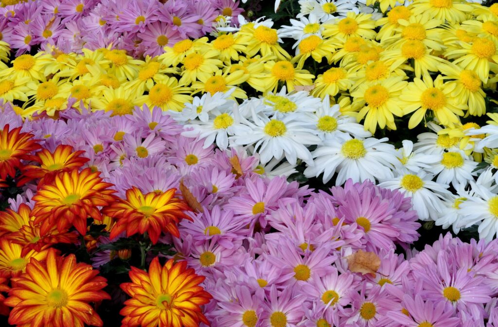 Vibrant Chrysanthemum Wallpaper: Colorful Floral Display Background