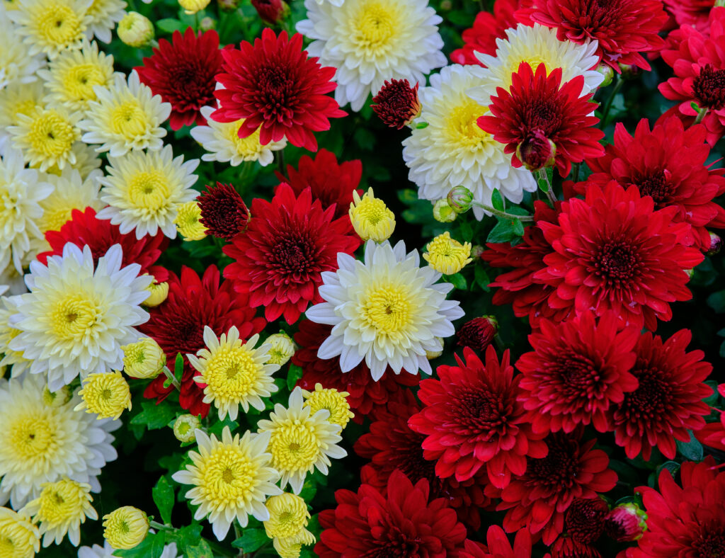 Vibrant Chrysanthemum Wallpaper: Colorful Floral Tapestry Background