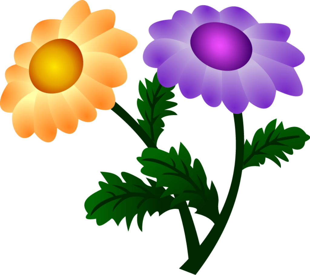 Vibrant Chrysanthemum Wallpaper: Colorful PNG Floral Background