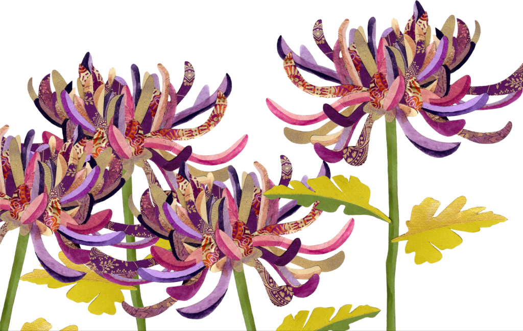 Vibrant Chrysanthemum Wallpaper Background - Elegant Floral Design