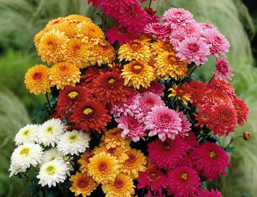 Vibrant Chrysanthemum Bouquet Wallpaper: Colorful Floral Background