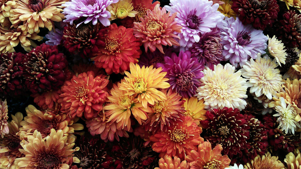 Vibrant Chrysanthemum Flower Wallpaper: Colorful Floral Background