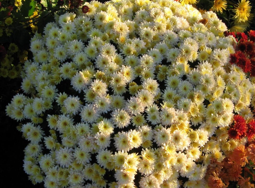 Vibrant Chrysanthemum Wallpaper: Lush, Spherical Floral Background