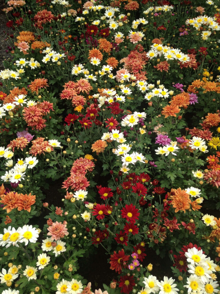 Vibrant Chrysanthemum Wallpaper: Colorful Floral Background Design