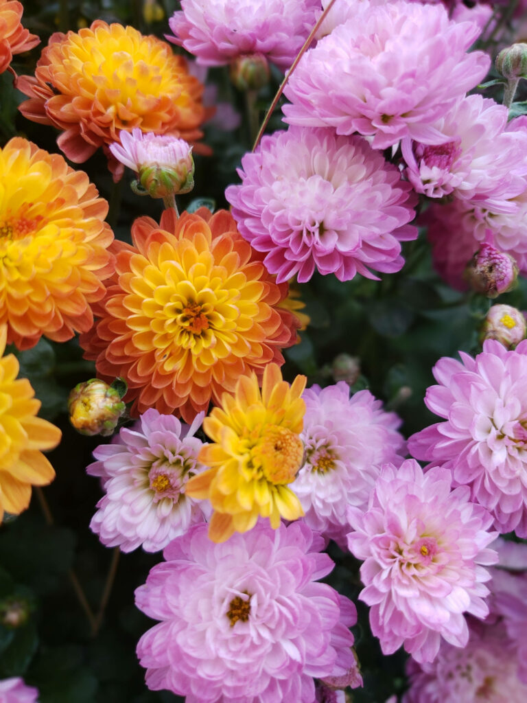 Vibrant Chrysanthemum Wallpaper: Colorful Close-Up for Android Background