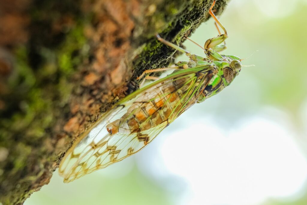 Vibrant Cicada Close-Up: Intricate Wing Patterns & Texture Wallpaper