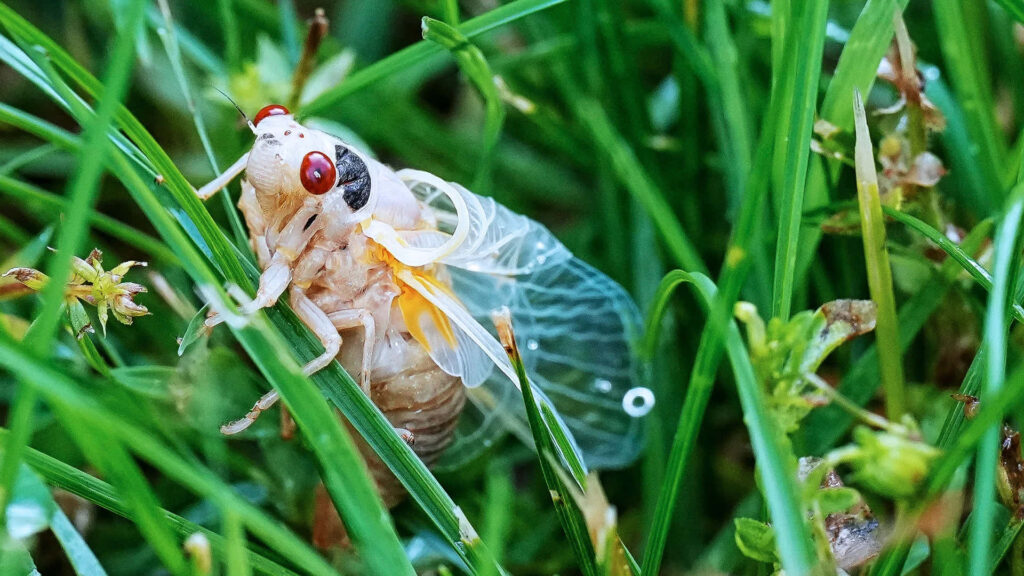Close-up of cicada emerging from exoskeleton with translucent wings in green grass macro photo Wallpaper