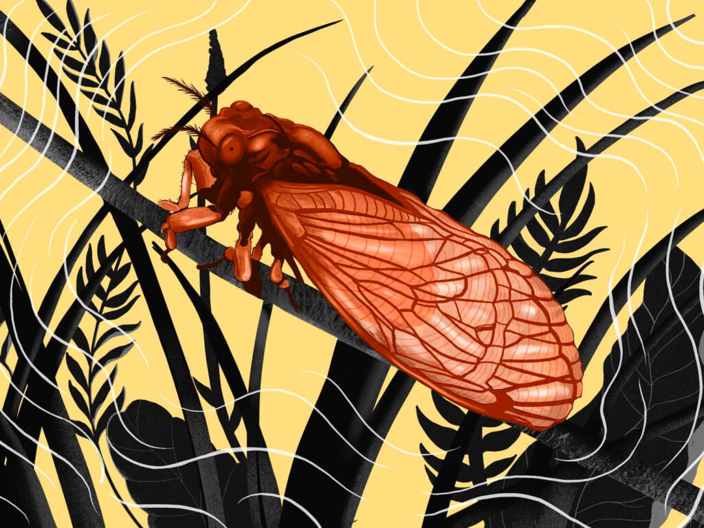 Vibrant orange cicada molting on branch with bold yellow background and black foliage wallpaper