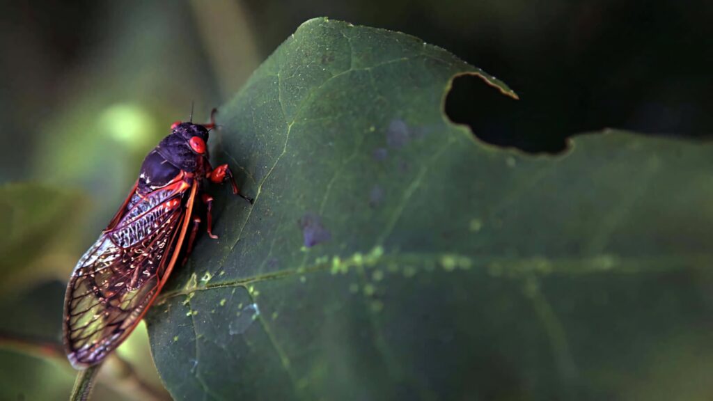 Close-up of vibrant cicada with translucent wings on sunlit green leaf detailed nature wallpaper