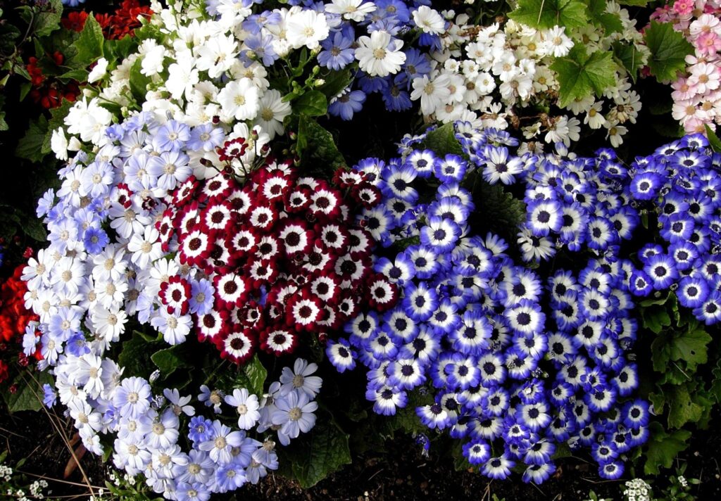 Vibrant Cineraria Flowerbed Wallpaper: A Colorful Floral Background