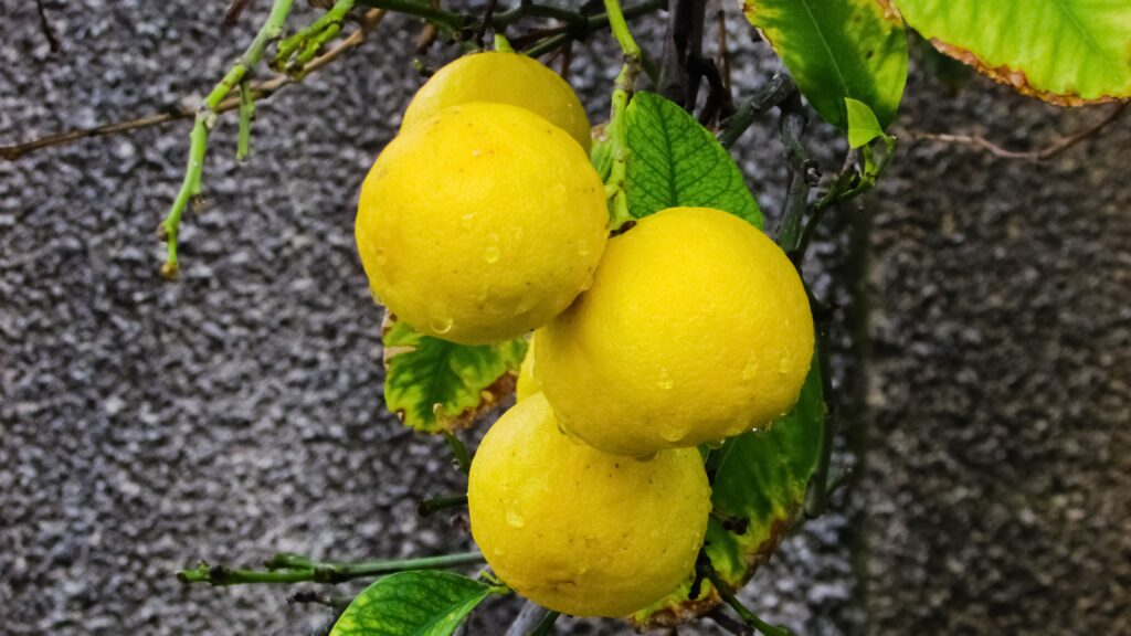 Vibrant Citrus Fruit Wallpaper - Fresh Yellow Design with Water Drops