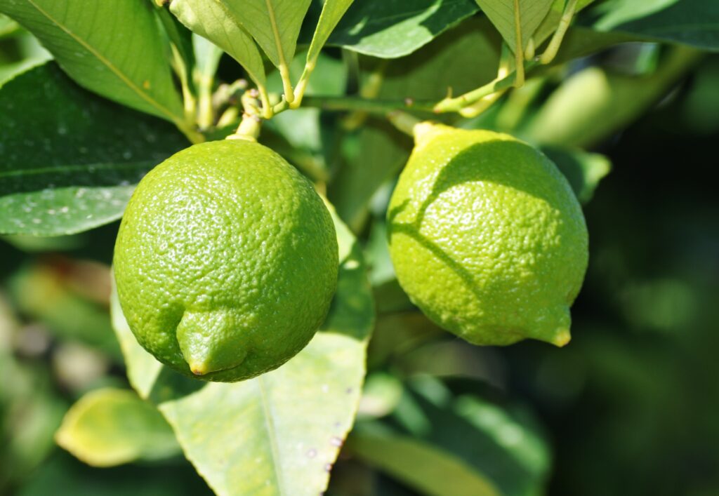 Vibrant Citrus Wallpaper: Fresh Green Limes & Lush Leaves Background